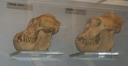 Orang.gorilla.skulls