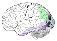 Ventral-dorsal streams
