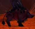 Helboar.JPG