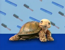 Ewhair-turtle