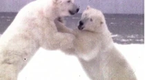 OrientationBears.jpg