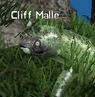 Iccspmalle.jpg