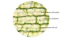 Cell-
