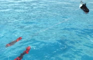 Slivers submerged insitu