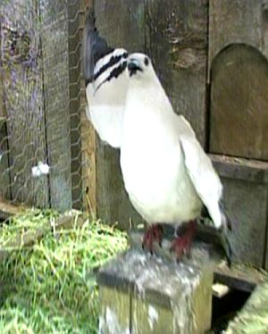Adolfpigeon