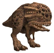 Lizard.jpg