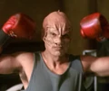 Terrellian boxer.jpg