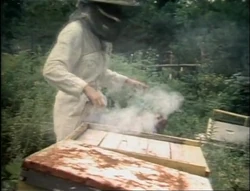 Film.bees