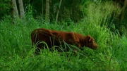 800px-Enter77 cow.jpg