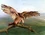 Hawk