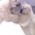 Animales