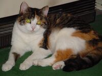 Green-eyed cat