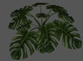 Plant2.jpg