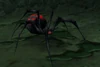 Night Web Matriarch