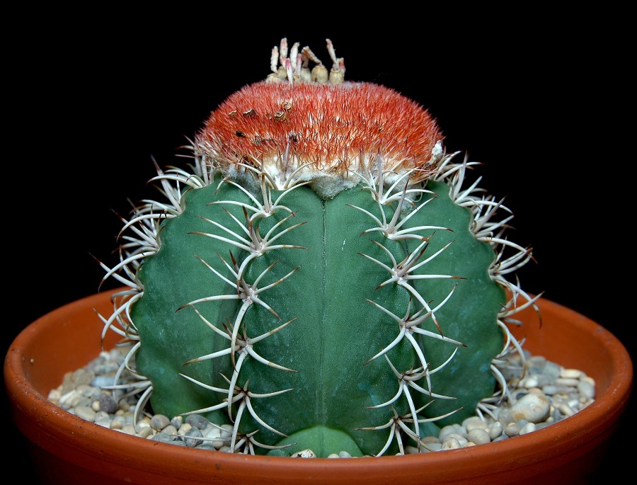 cactus wiki