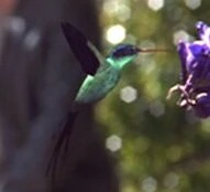 BAku Kolibri.jpg (5 kB) BAku Kolibri