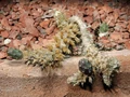 Maihueniopsis ovata2.jpg