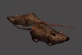 Rat.jpg