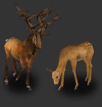 Deer