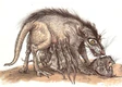 RataWomp