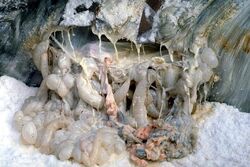 Tauntaun innards
