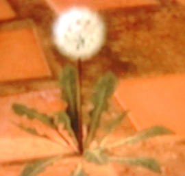 Dandylion