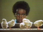 Song6-chicks