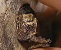 Lakah.jpg