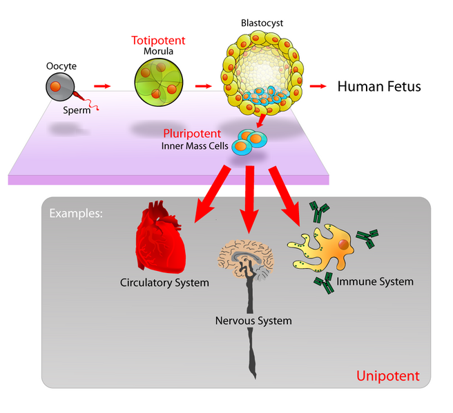 diagram of the circulatory system for kids. circulatory system diagram.