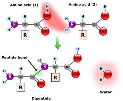 Peptidformationball