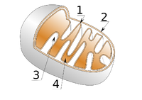 Mitochondrie