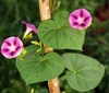 Ipomoea