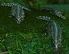 ZulianCrocolisk