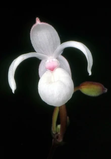 Mexipedium xerophyticum.jpg