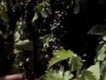 Grapes.jpg