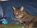 My cat, MILO