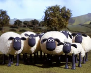 Flock