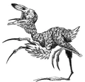 Cooha.jpg