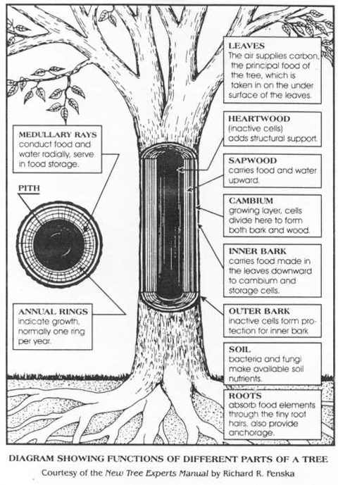 Parts Of A Tree Worksheet