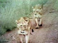 Lions!.jpg