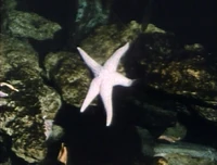 Starfishrefilmed.jpg