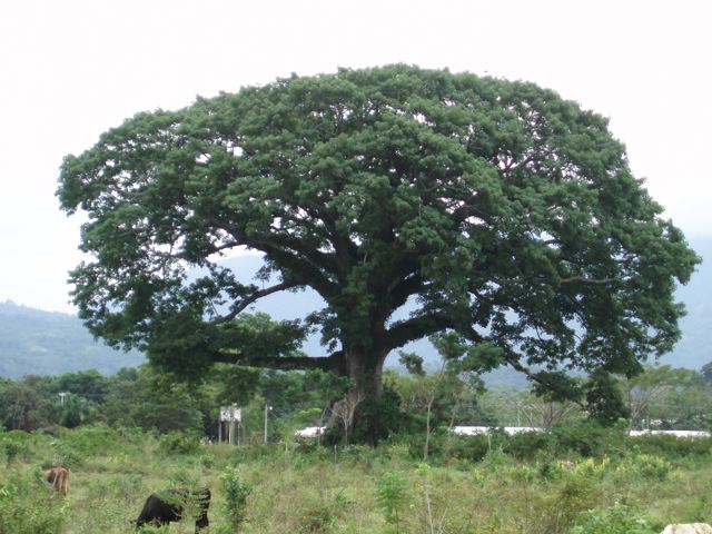 La Ceiba