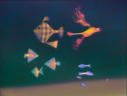 Allfish