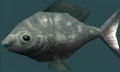 Bluefish.png