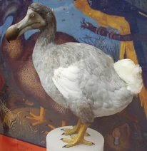 Dodo 1