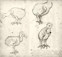 Drawings of a dodo from the Journal of VOC-ship Gelderland 1601- 1603