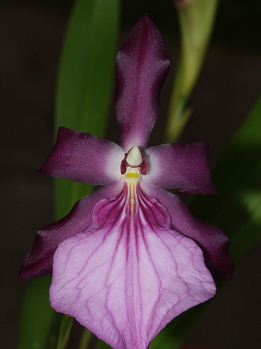 Miltonia Moreliana