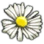 Substances White myrtle petals