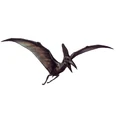 Pteranodon.jpg