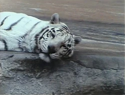 WhoYouLookinAtTiger.Refilmed